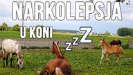 [Choroby koni] Narkolepsja