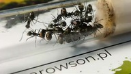 Zapowiedź Projektu Fosa wraz moją nową kolonią mrówek Polyrhachis Dives.  Pozdrawiam 