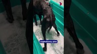 Odpalajcie dzisiejszą rolkę i bądźcie na bieżąco  #gorzów #news