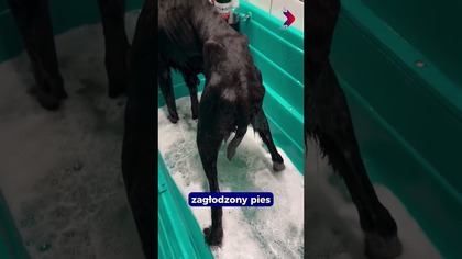 Odpalajcie dzisiejszą rolkę i bądźcie na bieżąco  #gorzów #news