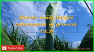 #169. Cz. 2 Banan Musa basjoo całorocznie w gruncie.