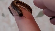 Some of my pet inverts 