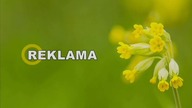 DLACIEBIETV - 05-02-2021 - Reklama