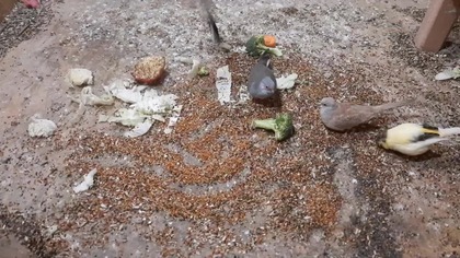 Kanarki i Gołąbki diamentowe podczas posiłku * Garden kuRaż 28. 03. 2026