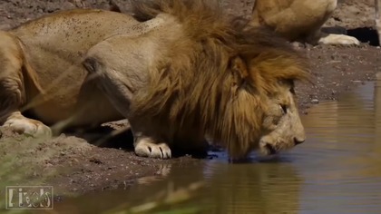 Porównanie długości życia zwierząt [Reupload]