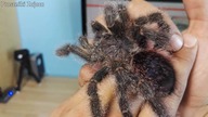 UNPACKING Avicularia bicegoi dorosła samica DZIĘKI PATRONITE !!