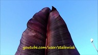 #245 Sikkimensis-musella-e. v. maurelli CDN.
