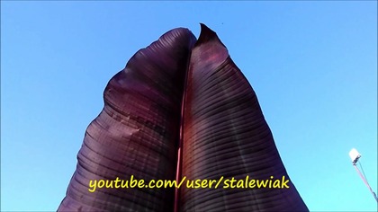 #245 Sikkimensis-musella-e. v. maurelli CDN.