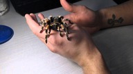Brachypelma smithi: Handling oraz małe info gatunkowe