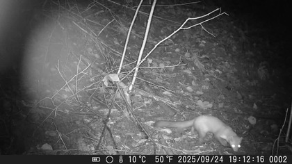 Las fotopułapka kuna * myszka * jenot