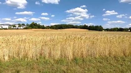 Pola zboża 4.07.2025 rok