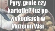 Pyry, grule czy kartofle? Już po wykopkach w Muzeum Wsi Lubelskiej
