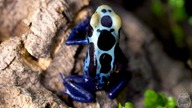 Czy te żaby są trujące?? Drzewołaz niebieski  Dendrobates tinctorius azureus
