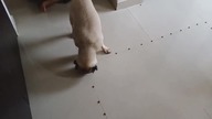LiveLeak - Dog wont eat in the food bowl