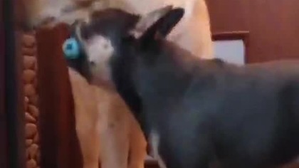 Nie ma jak zabawka na spółkę.