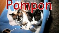 Do czego kotom pompon od czapki?