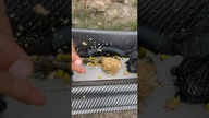 Mix kukurydziany na duże karpie własnej produkcji