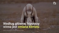 W miesiąc zmarło aż 150 tys. suhaków. Powód? Naukowcy mają hipotezę