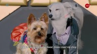 Pup Star: Dookoła świata