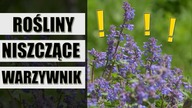 ROŚLINY, których posadzenia w WARZYWNIKU pożałujesz !