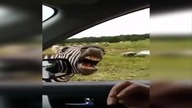 Kompilacja Śmiesznych filmików
