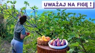 FIGA z KAKI, czyli owocowe SMAKI Sycylii 