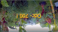 Oc-700-Pewna historia sie kończy+#ogród,#papaja ze swoich nasion,#dziwidło olbrzymie,itp-itd