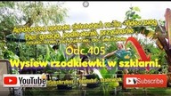 Odc. 405- Wysiew rzodkiewki w szklarni.  Luty 2018-Uprawa rzodkiewki youtube