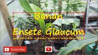 #237- Cz. 3.  Ensete glaucum uprawa w szklarni, foli, gruncie, podlewanie, zimowanie.