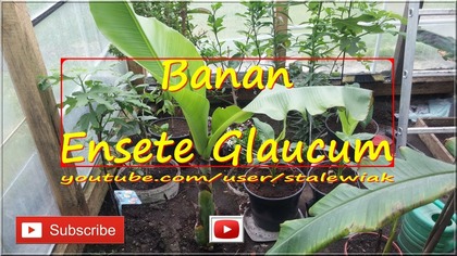 #237- Cz. 3.  Ensete glaucum uprawa w szklarni, foli, gruncie, podlewanie, zimowanie.