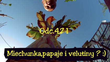 Odc. 471-Sadzenie miechunki peruwiańskiej i sadzenie papai do gruntu.  Papaje, miechunka.