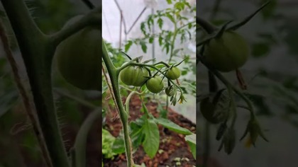 Pomidory, papryki i ogórki w tunelu uporządkowane.  #garden #ogród #uprawa #tunelfoliowy #tomato