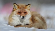 Piękno i uwodzenie w przyrodzie - Beauty and Seduction in Nature (2025)