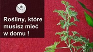 7 roslin, ktore musisz miec w mieszkaniu!