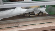 Snakes can be weird at times XD