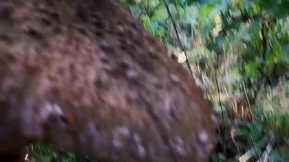 Ogromna Kania, Czubajka, Sowa  #shorts