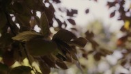 Zakochany W Śmierci / Love Eternal 2013 Lektor PL 720p BRRip