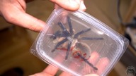 Renowacja terrarium dla Monocentropus balfouri + KONKURS!
