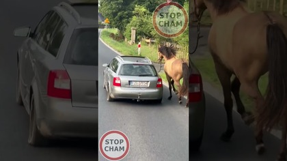 To tak się wyprowadza konia na spacer? #stopcham #dashcam #zwierzęta