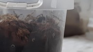 Uroczy ptasznik Thrixopelma pruriens je karaczana 
