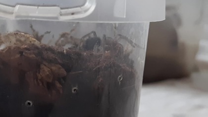 Uroczy ptasznik Thrixopelma pruriens je karaczana 
