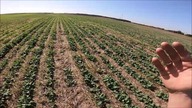 John Deere & Agrio Napa zabieg regulacji w rzepak uprawianym w ST/ Kula