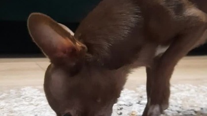 Tolek i głowa królika #chihuahua