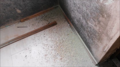 GRZYB i PLEŚŃ NA ŚCIANIE