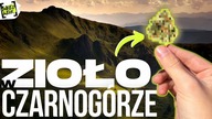 ZIOŁO W CZARNOGÓRZE | Dobre? Jak i Gdzie?! #weedweek