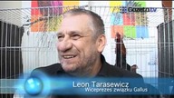 Zobacz najpiękniejsze kury ozdobne świata!