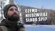 Nie tylko Kaczyński lubi pospać.  Jak gawrują niedźwiedzie? Przerażające fakty