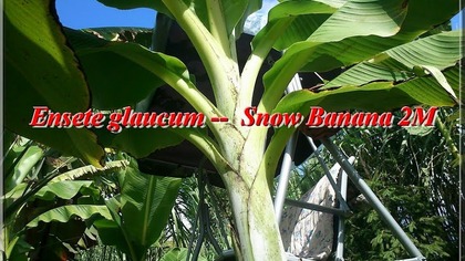 Cz. 2-Ensete glaucum Snow Banana 27 08 2014 ciekawerosliny.pl