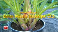 104.  Banan musella lasiocarpa złoty lotos Cz. 2