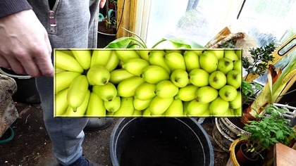 Odc. 433-Mrozoodporność bananów-Cz. Nr 2+przesadzanie bananowca veinte cohol który szybko owocuje.